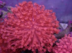 画像1: No.9 トンガ産 ハナガササンゴ レッド (1)