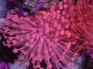 No.5 トンガ産 ハナガササンゴ レッドを買うならアクアスタイル