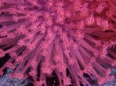 画像2: No.14 トンガ産 ハナガササンゴ レッド (2)