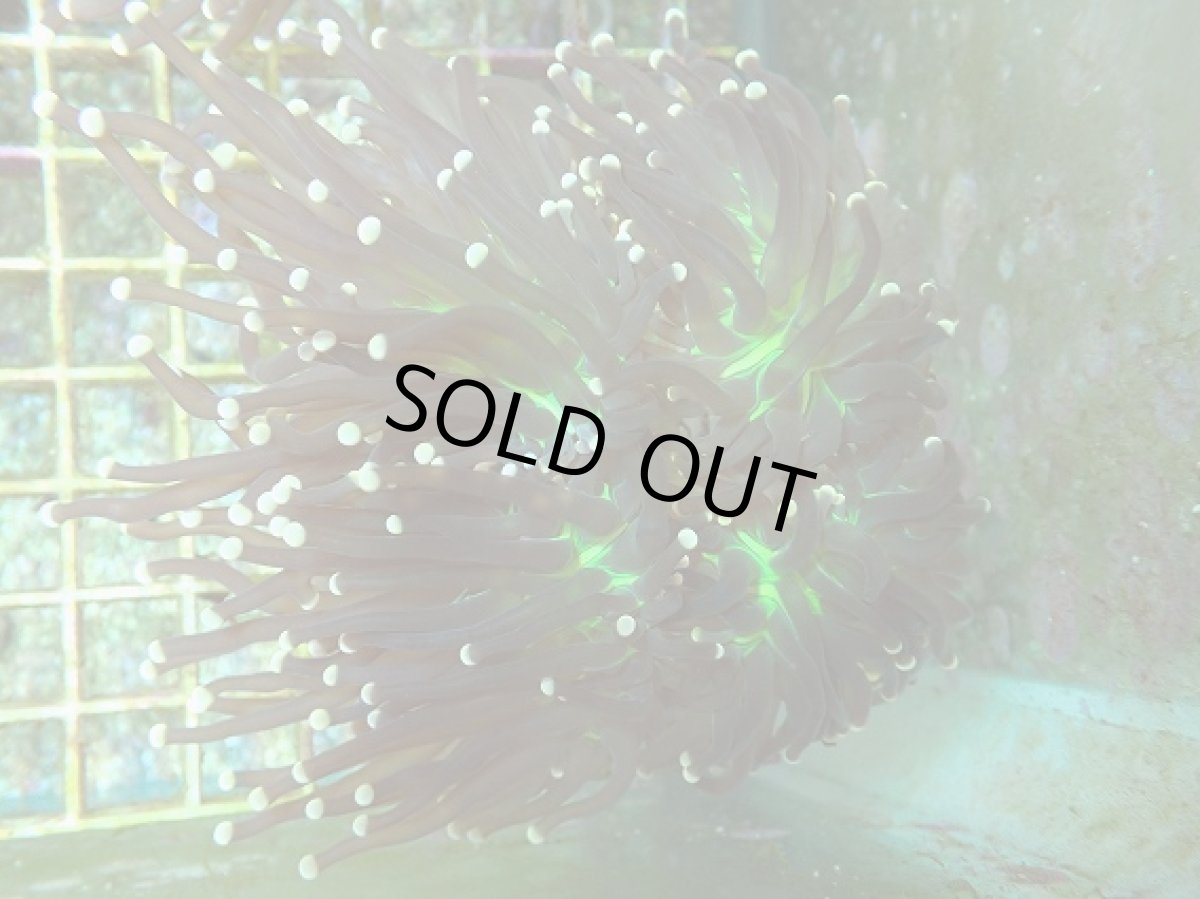 画像1: No.11 フラワーコーラル ジョーカー ブラック (1)