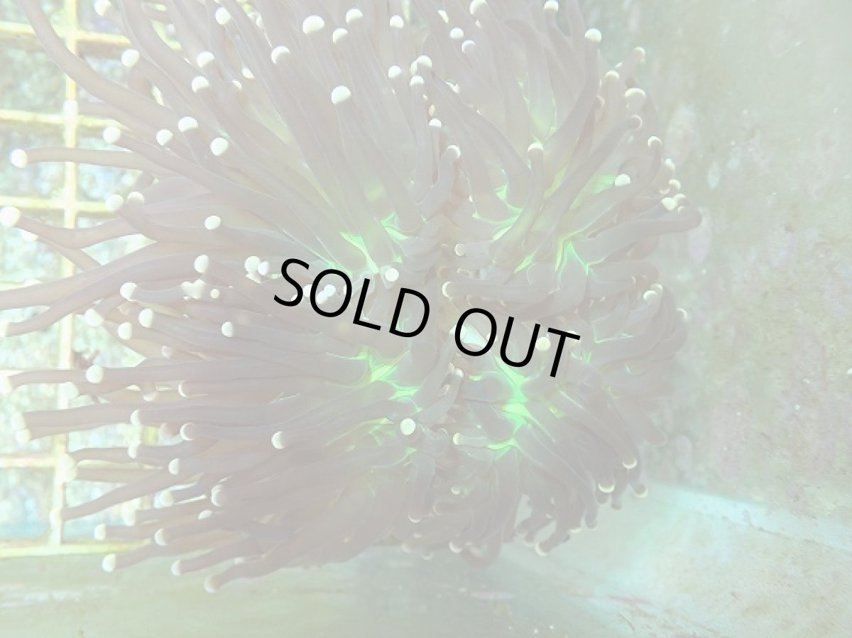 画像2: No.11 フラワーコーラル ジョーカー ブラック (2)