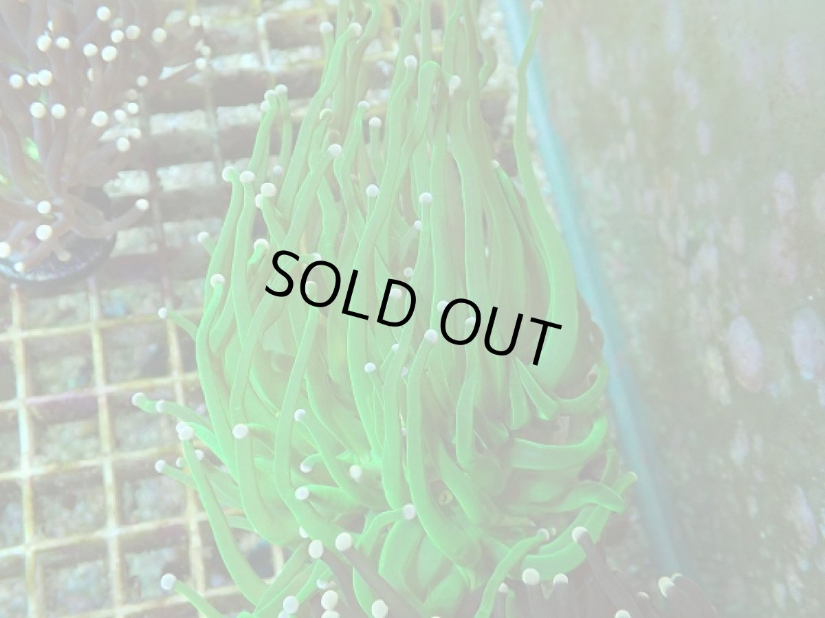 画像1: No.14 フラワーコーラル (1)