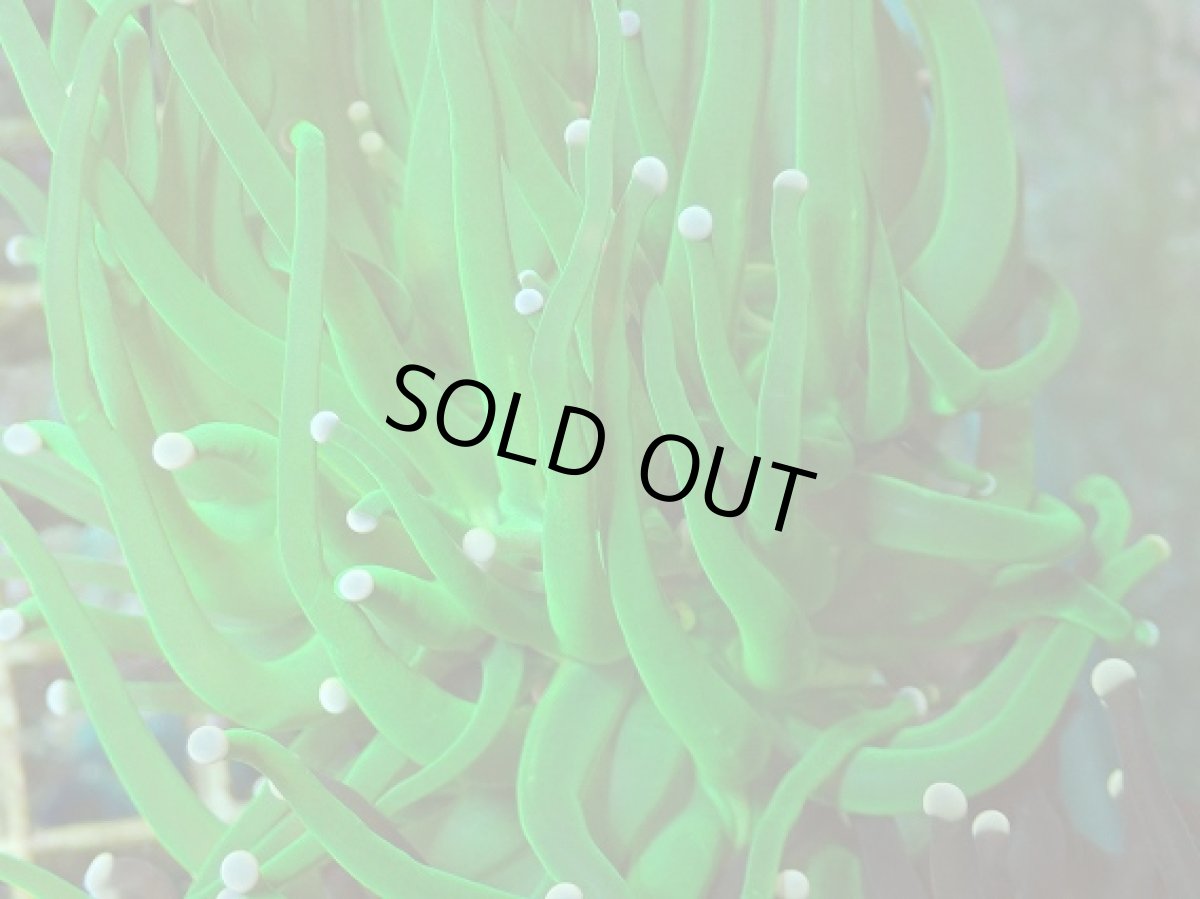 画像2: No.14 フラワーコーラル (2)