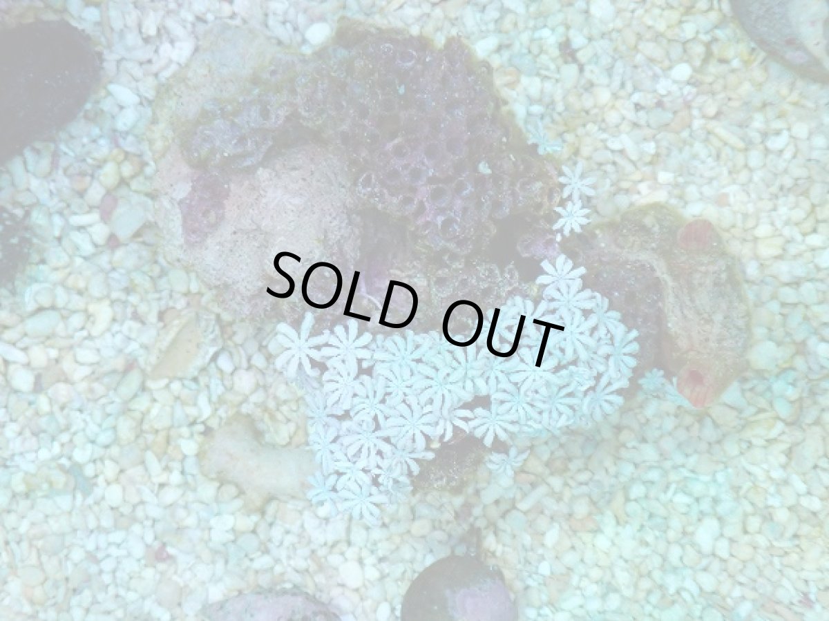 画像1: No.7 フィジー産 クダサンゴ (1)