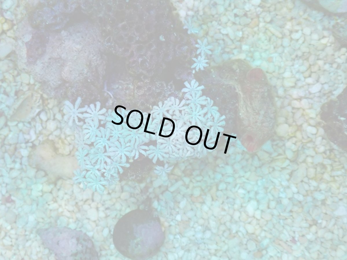 画像2: No.7 フィジー産 クダサンゴ (2)