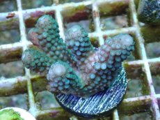 画像1: No.7 フィジー産 ツツユビミドリイシ ブルー (1)