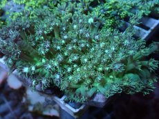 画像1: No.5 オーストラリア産 ハナガササンゴ エメラルド・ヴェール (1)