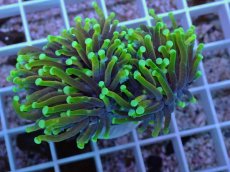 画像2: No.62 インドネシア産 ヘルファイヤー ネオン・テンタクル (2)