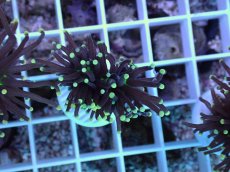 画像1: No.67 インドネシア産 ブラックトーチ イエロー・スター (1)