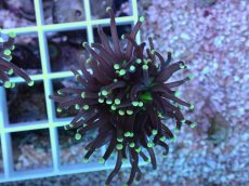 画像1: No.68 インドネシア産 ブラックトーチ イエロー・スター (1)