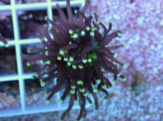 画像2: No.68 インドネシア産 ブラックトーチ イエロー・スター (2)