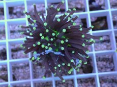 画像1: No.69 インドネシア産 ブラックトーチ イエロー・スター (1)