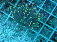 画像1: No.72 インドネシア産 ブラックトーチ イエロー・スター (1)