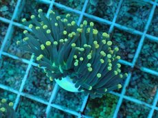 画像1: No.73 インドネシア産 ブラックトーチ イエロー・スター (1)