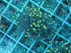 画像1: No.74 インドネシア産 ブラックトーチ イエロー・スター (1)