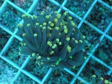 画像2: No.74 インドネシア産 ブラックトーチ イエロー・スター (2)