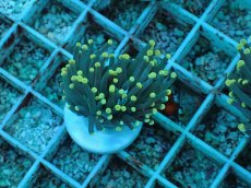 画像1: No.76 インドネシア産 ブラックトーチ イエロー・スター (1)