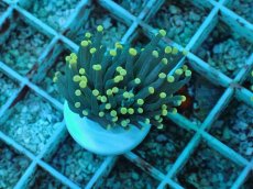 画像2: No.76 インドネシア産 ブラックトーチ イエロー・スター (2)