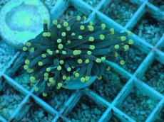 画像2: No.77 インドネシア産 ブラックトーチ イエロー・スター (2)