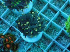 画像1: No.78 インドネシア産 ブラックトーチ イエロー・スター (1)
