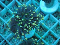 画像1: No.79 インドネシア産 ブラックトーチ イエロー・スター (1)