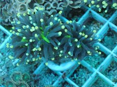 画像1: No.80 インドネシア産 ブラックトーチ イエロー・スター (1)