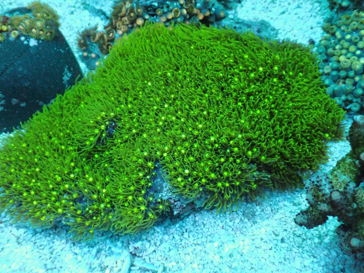 画像1: No.1 スターポリプ エメラルド・カーペット　　【人気No.1】 (1)