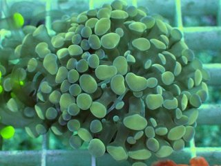 ナガレハナサンゴ　メタリックグリーン No.29 ナガレハナサンゴ メタリックグリーンを買うならアクア