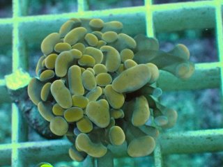 ナガレハナサンゴ　(Green と Gold) セット ナガレハナサンゴ (Green と Gold) セット ナガレハナサンゴ