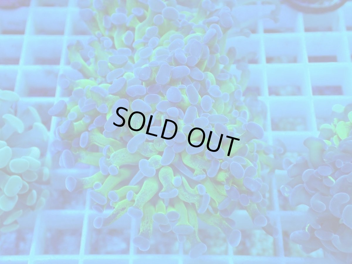 画像1: No.9 ナガレハナサンゴ 茎グリーン (1)