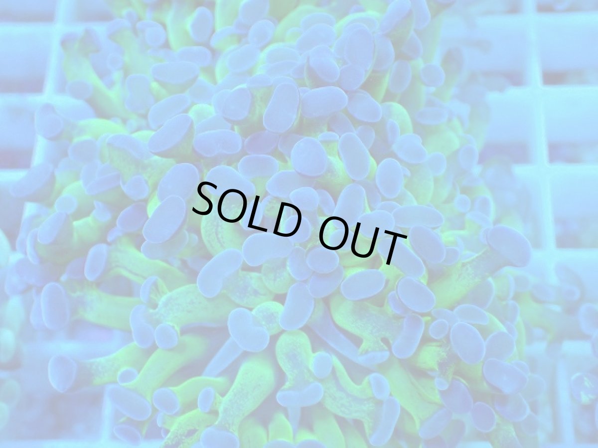 画像2: No.9 ナガレハナサンゴ 茎グリーン (2)