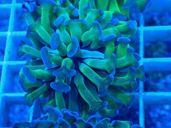 ナガレハナサンゴ　茎メタリックグリーントップクリア系 No.1 ナガレハナサンゴ メタリックグリーン茎オレンジを買うなら