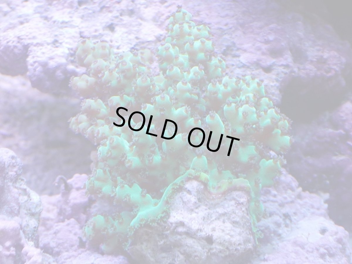 画像1: No.10 フィジー産 カドエダミドリイシ (1)