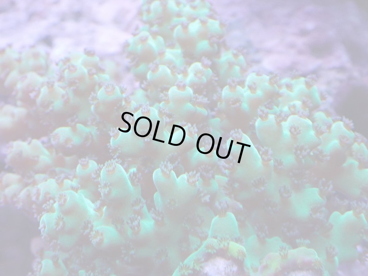 画像2: No.10 フィジー産 カドエダミドリイシ (2)