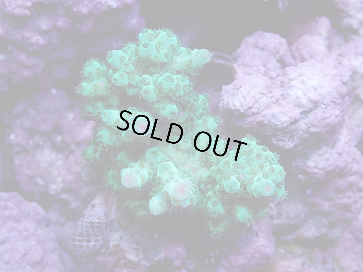 画像1: No.18 フィジー産 カドエダミドリイシ (1)