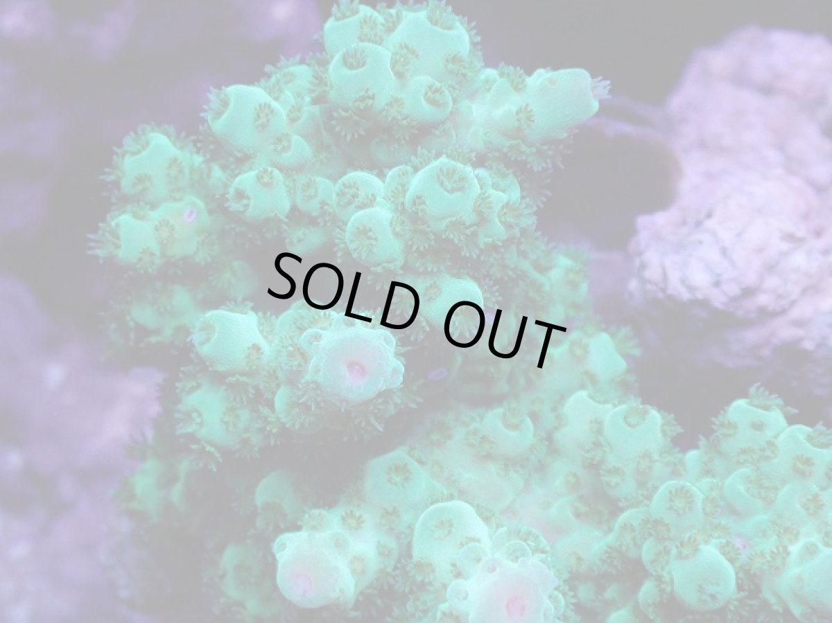 画像2: No.18 フィジー産 カドエダミドリイシ (2)