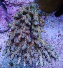 画像1: No.19 オーストラリア産 浅場ミドリイシ (1)