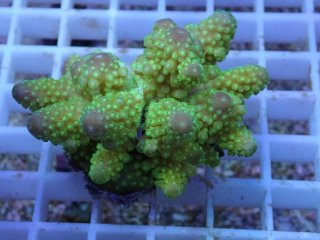 No.10 フィジー産 オオバナサンゴ レッドマルチを買うならアクア