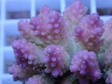 画像2: No.63 フィジー産 浅場ミドリイシ　　【入荷したのは1個のみ！】 (2)
