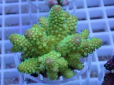 画像1: No.86 フィジー産 ツツユビミドリイシ (1)
