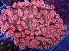 画像1: No.22 ハナガササンゴ Coral Sunrise (1)