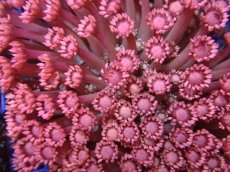 画像2: No.22 ハナガササンゴ Coral Sunrise (2)