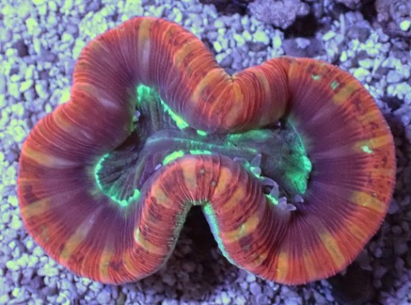 オオバナサンゴ　F-7