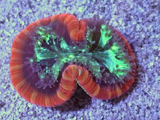 オオバナサンゴを買うならアクアスタイルユー｜大阪からサンゴを