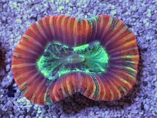 No.2 バブルディスクコーラルを買うならアクアスタイルユー 大阪