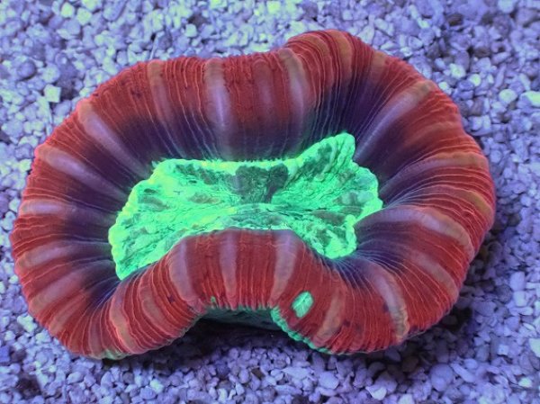 オオバナサンゴ　F-7