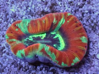 オオバナサンゴ　グリーンマルチ No.11 フィジー産 オオバナサンゴ グリーンマルチを買うなら