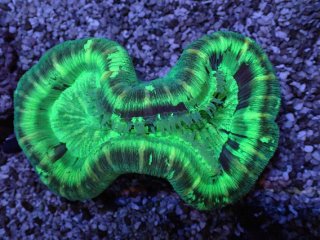 オオバナサンゴ　F-7