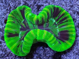 オオバナサンゴ　グリーンマルチ No.53 フィジー産 オオバナサンゴ グリーンマルチを買うなら