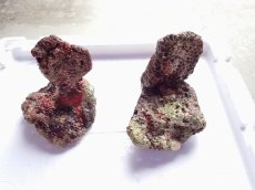 画像1: No.2 オリジナルライブロック ２個セット 約1.8ｋｇ　　【人気No.1】 (1)